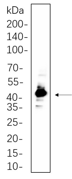 Recombinant IRF-1 Monoclonal Antibody (AN301305L)