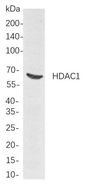 Recombinant HDAC1 Monoclonal Antibody (AN300954L)