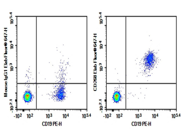 Purified Anti-Human CD268 Antibody[H353-4A2] (AN007780P)