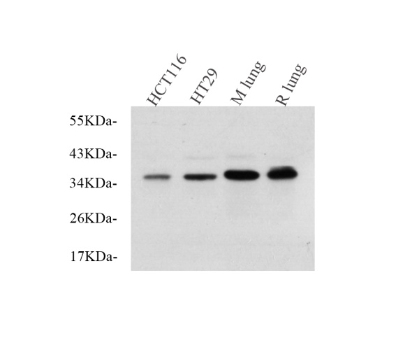 EpCAM Polyclonal Antibody (E-AB-70132)