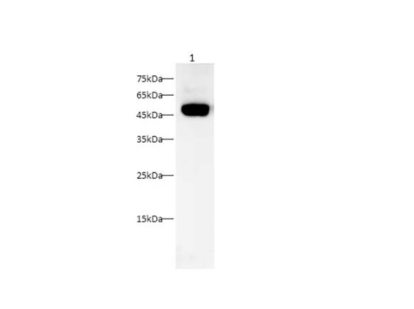 OPN Polyclonal Antibody (AN005950L)