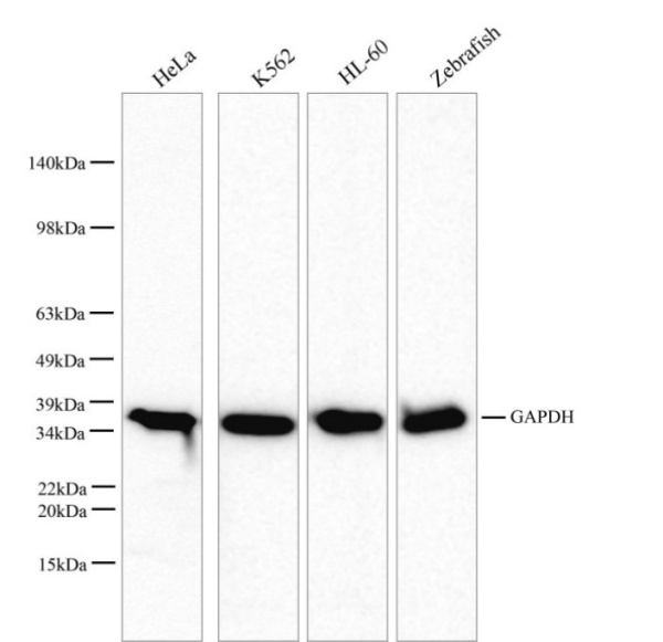 GAPDH Monoclonal Antibody (E-AB-48016)