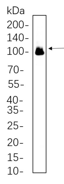 Recombinant Glutamate Receptor 1 Monoclonal Antibody (AN300618L)