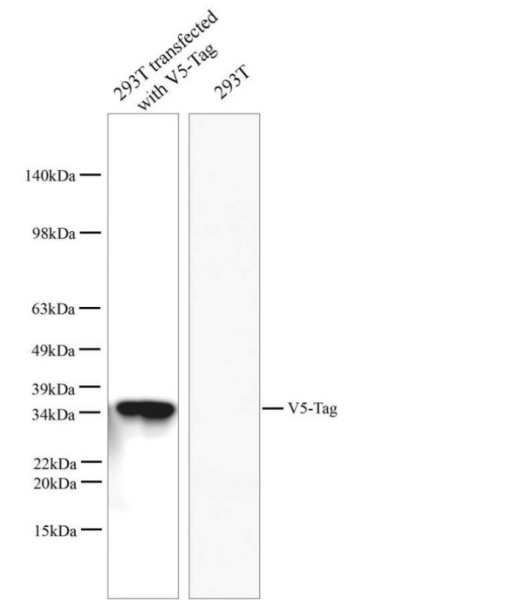 V5-Tag Polyclonal Antibody (E-AB-40507)