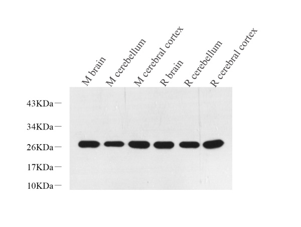 PGP 9.5 Polyclonal Antibody (E-AB-70268)