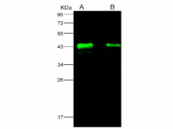 Anti-Ebola virus EBOV(subtype Zaire, strain H.sapiens-wt/GIN/2014/Kissidougou-C15) Matrix protein VP40 Monoclonal Antibody (E-AB-V1122)