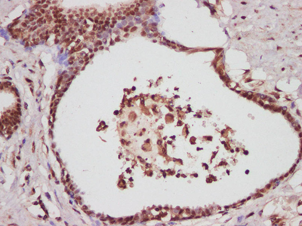 GAPDH Polyclonal Antibody (AN007020L)