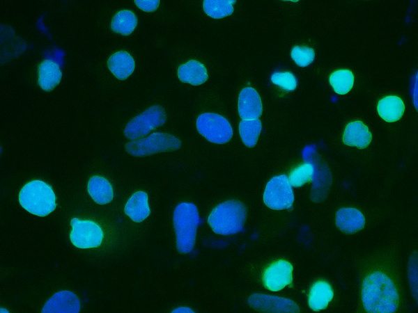 Elab Fluor® 488-conjugated Lamin A/C Monoclonal Antibody (AN00298L)