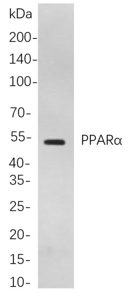 Recombinant PPARα Monoclonal Antibody (AN300914L)