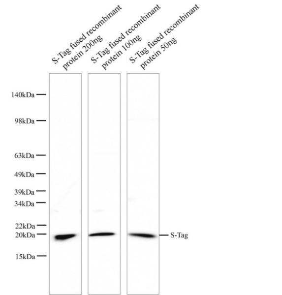 S-tag Monoclonal Antibody (E-AB-48020)