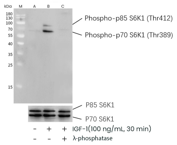 Recombinant Phospho-p70 S6 Kinase 1 (Thr389) Monoclonal Antibody (AN300363P)