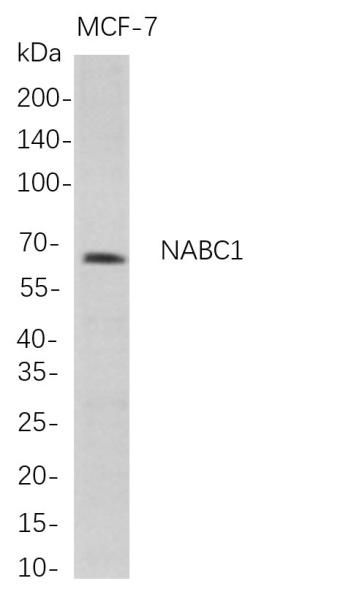 Recombinant NABC1 Monoclonal Antibody (AN300741L)