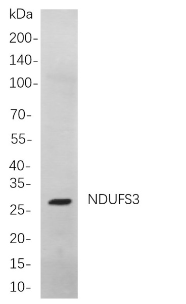 Recombinant NDUFS3 Monoclonal Antibody (AN300972L)