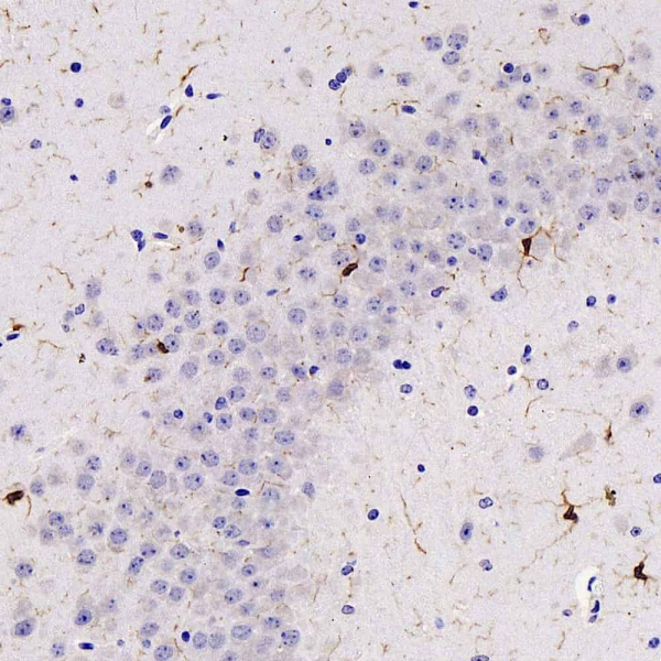 AIF1 Polyclonal Antibody (E-AB-70324)