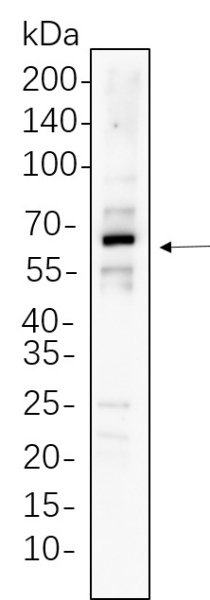 Recombinant xCT Monoclonal Antibody (AN301376L)