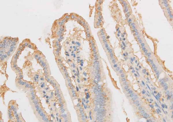 VDAC1 Polyclonal Antibody (E-AB-40148)