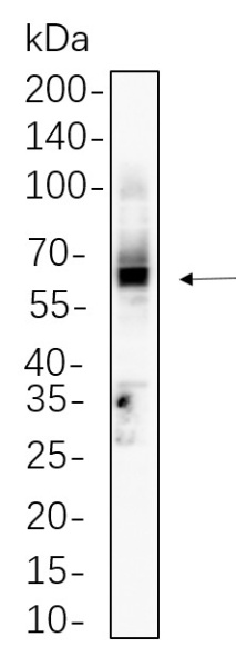 Recombinant CD4 Monoclonal Antibody (AN300792L)