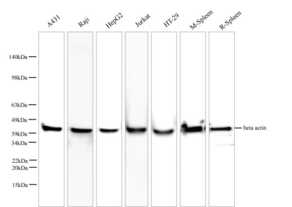 beta actin Monoclonal Antibody (E-AB-48018)