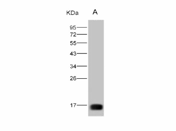 Anti-West Nile Virus(WNV)(lineage 1, strain NY99) E/Envelope Protein(Domain III) Monoclonal Antibody (E-AB-V1323)
