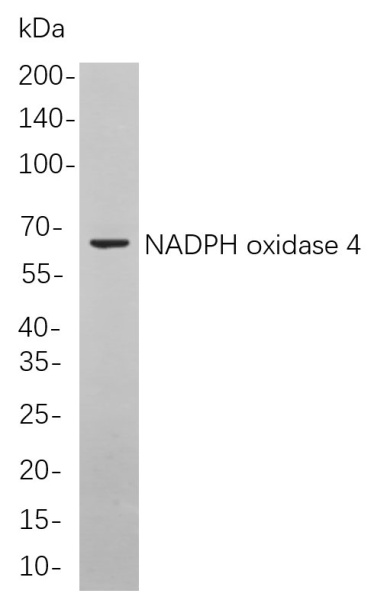 Recombinant NADPH oxidase 4 Monoclonal Antibody (AN301066L)