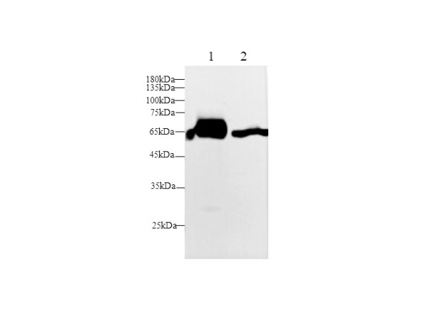 Lbp Polyclonal Antibody (D-AB-10177L)