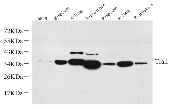 TRAIL Polyclonal Antibody (E-AB-70316)
