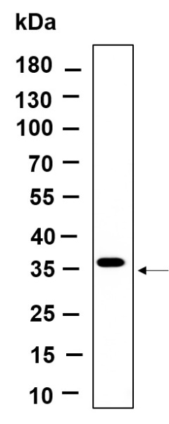 Recombinant BSND Monoclonal Antibody (AN301233L)