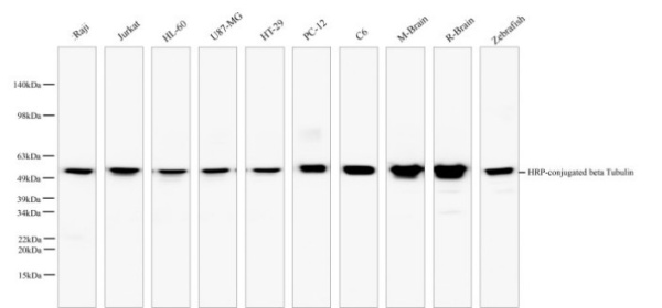 HRP-conjugated beta Tubulin Monoclonal Antibody (AN00293HP)