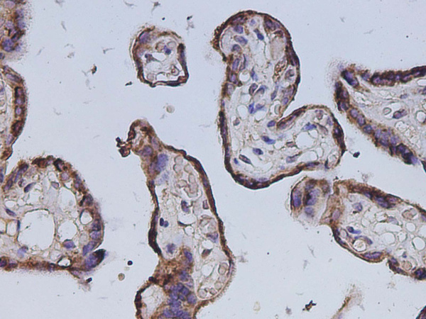 Gh1 Polyclonal Antibody (D-AB-10454L)