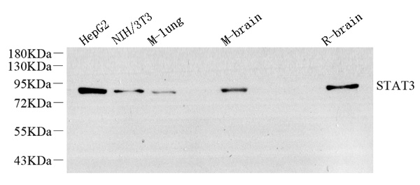 STAT3 Monoclonal Antibody (E-AB-70314)