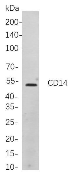 Recombinant CD14 Monoclonal Antibody (AN300938L)