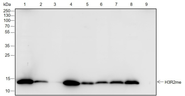 Recombinant Histone H3 (Mono Methyl Arg2) Monoclonal Antibody (AN302117L)