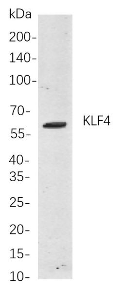 Recombinant KLF4 Monoclonal Antibody (AN301092L)