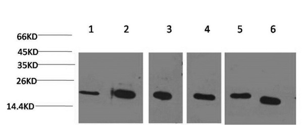 PPIB Monoclonal Antibody (E-AB-22170)