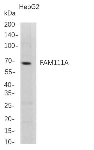 Recombinant FAM111A Monoclonal Antibody (AN300776L)