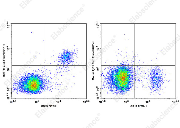 Elab Fluor® 647 Anti-Human BAFFR Antibody[7H12] (AN00656M)