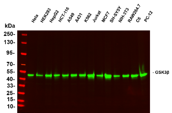 Recombinant GSK3β Monoclonal Antibody (AN301309L)