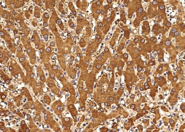 I-TAC/CXCL11 Monoclonal Antibody (AN200051P)