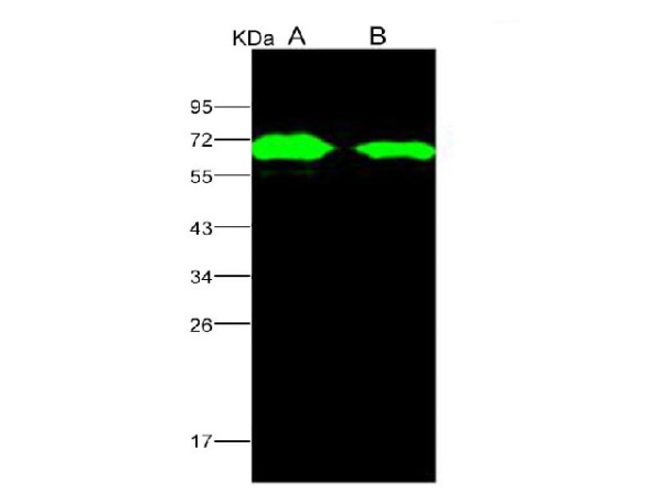 Anti-AcmNPV Envelope glycoprotein gp64/AcmNPV-gp64 Polyclonal Antibody (E-AB-V1053)