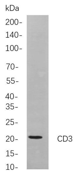 Recombinant CD3 Monoclonal Antibody (AN301033L)