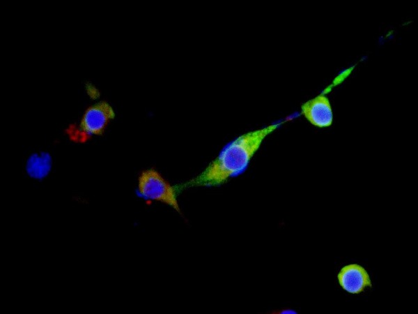 Elab Fluor® 594-conjugated GFP-Tag Monoclonal Antibody (AN00432Y)