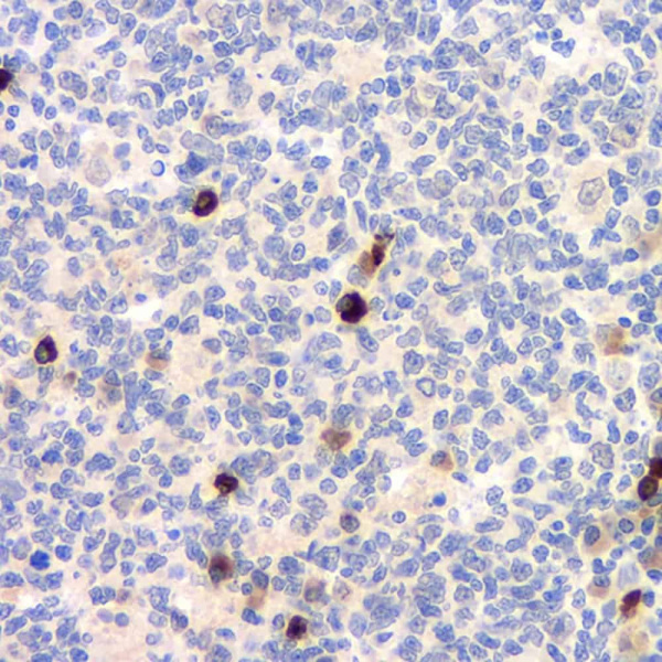 CD284 Polyclonal Antibody (E-AB-70079)