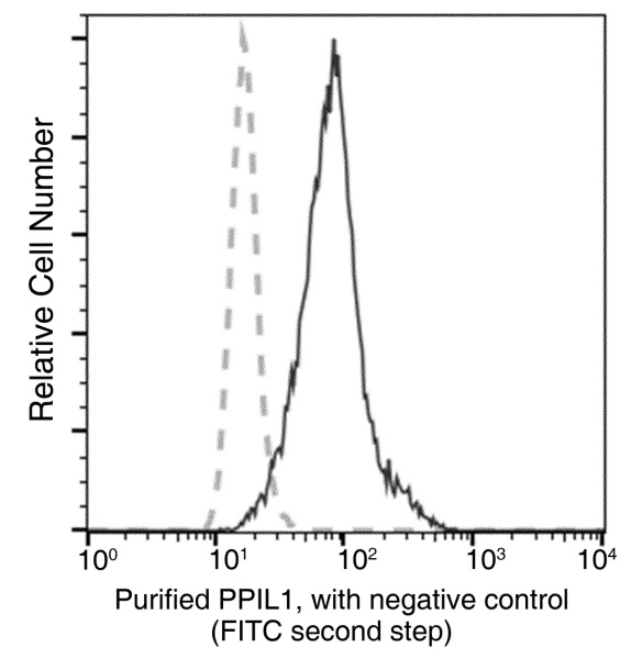 PPIL1 Monoclonal Antibody (AN200142P)