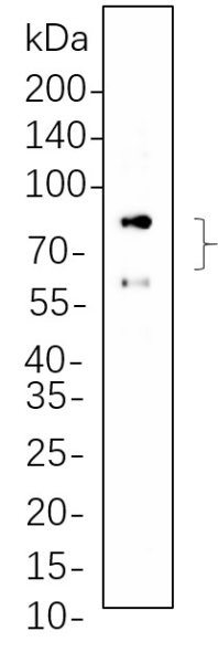 Recombinant Lamin A/C Monoclonal Antibody (AN300833L)