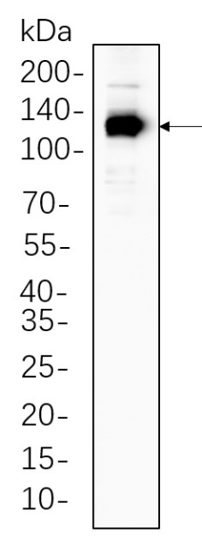 Recombinant eNOS Monoclonal Antibody (AN301366L)
