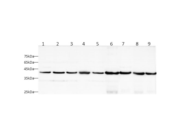 AST Polyclonal Antibody (D-AB-10389L)