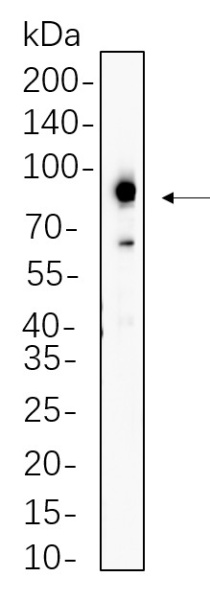 Recombinant Prostate Specific Membrane Antigen (PSMA) Monoclonal Antibody (AN300801L)