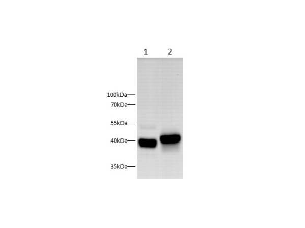 RAGE Polyclonal Antibody (D-AB-10391L)