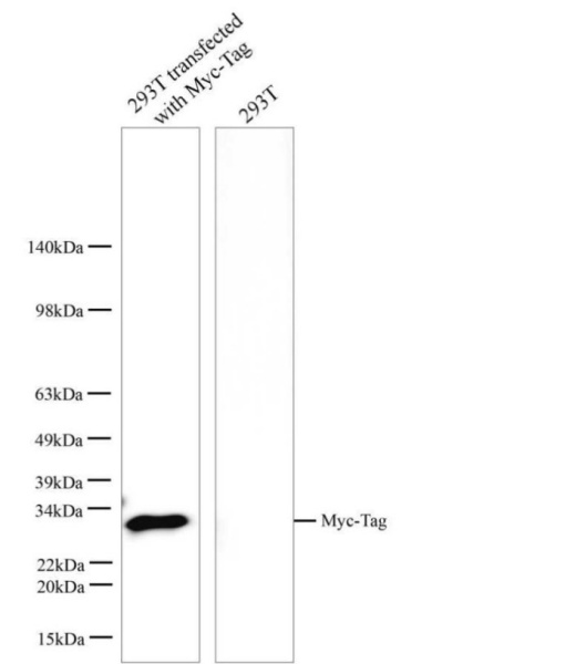 Myc-Tag Monoclonal Antibody (E-AB-48024)