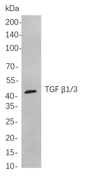 Recombinant TGF β1/3 Monoclonal Antibody (AN300937L)